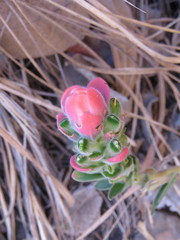 Castilleja nervata