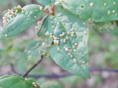 Eriophyes emarginatae