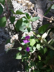 Cuphea aequipetala