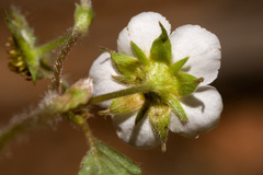 Fragaria vesca bracteata