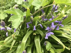 Hyacinthoides hispanica
