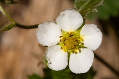 Fragaria vesca bracteata