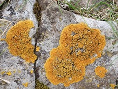 Variospora thallincola