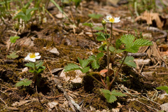 Fragaria vesca bracteata