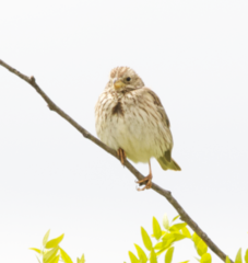 Emberiza calandra