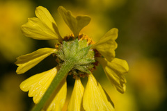 Hymenoxys odorata