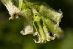 Ribes mescalerium