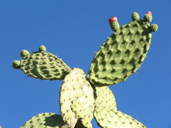 Opuntia jaliscana