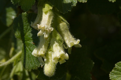 Ribes mescalerium