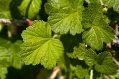 Ribes mescalerium