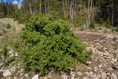 Ribes mescalerium