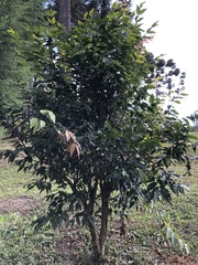 Plinia cauliflora