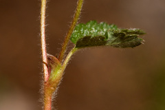 Fragaria vesca bracteata