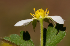 Fragaria vesca bracteata