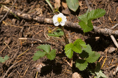 Fragaria vesca bracteata