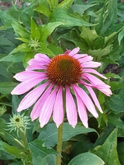 Echinacea purpurea