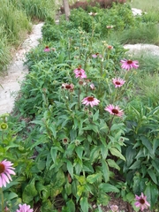 Echinacea purpurea