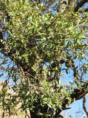 Quercus gentryi