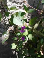 Cuphea aequipetala