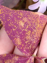 Puccinia oxalidis
