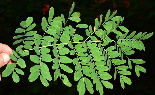 Caesalpinia pulcherrima
