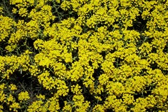 Odontarrhena lesbiaca