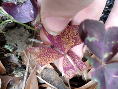 Puccinia oxalidis