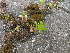 Matricaria discoidea