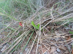 Gymnosporia markwardii