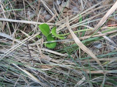 Gymnosporia markwardii