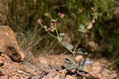 Acleisanthes chenopodioides