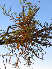 Phoradendron carneum