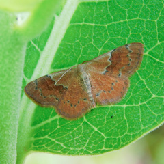 Leptostales ferruminaria