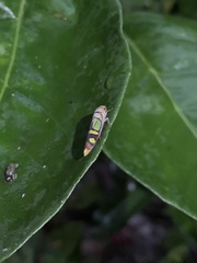 Dilobopterus instratus