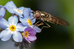 Platycheirus tarsalis