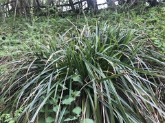 Carex pendula