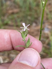 Silene gallica