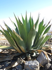 Agave inaequidens