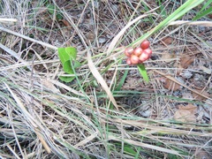 Gymnosporia markwardii