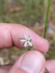 Silene gallica