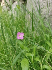 Oenothera rosea