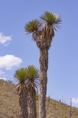 Yucca potosina