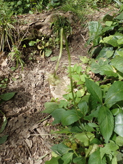 Doronicum caucasicum