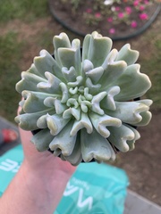 Echeveria runyonii