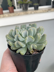 Echeveria runyonii