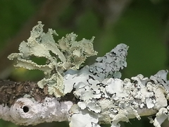 Ramalina canariensis