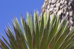 Yucca potosina