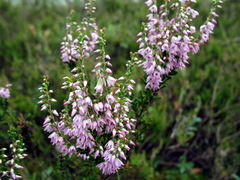 Calluna vulgaris