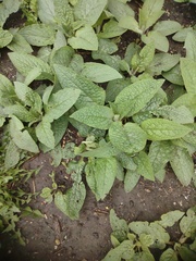 Symphytum caucasicum