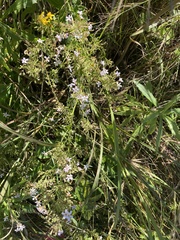 Chaenostoma floribundum